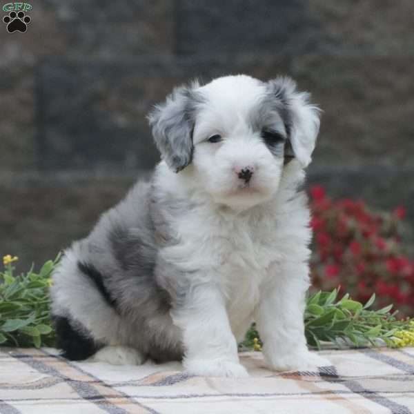 Mason, Mini Sheepadoodle Puppy